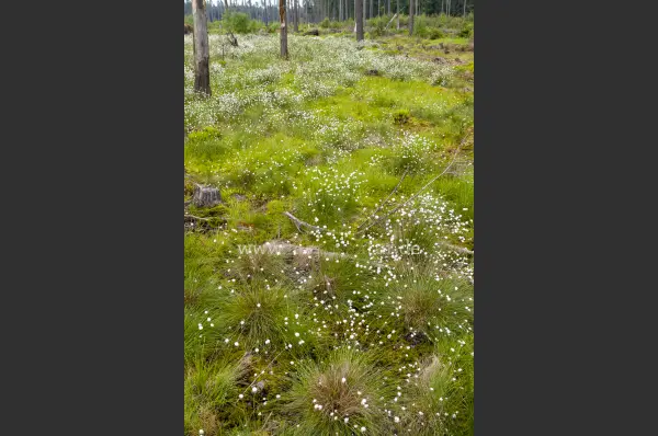 Fokus-Natur Bild