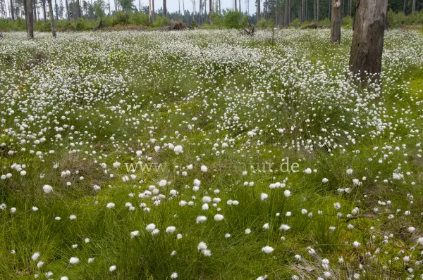 Fokus-Natur Bild
