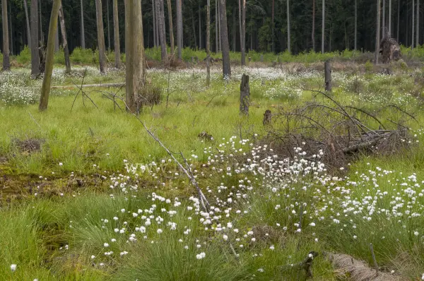 Fokus-Natur Bild