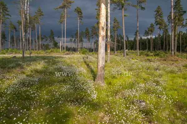 Fokus-Natur Bild