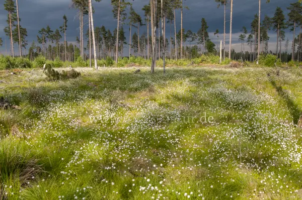 Fokus-Natur Bild