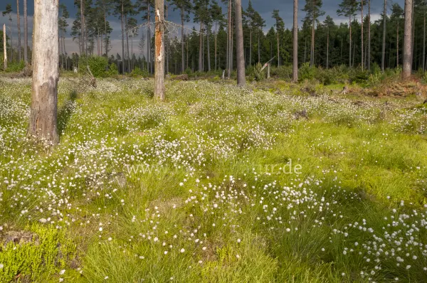 Fokus-Natur Bild