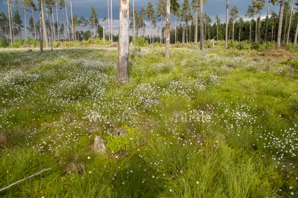 Fokus-Natur Bild