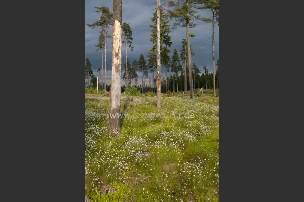 Fokus-Natur Bild