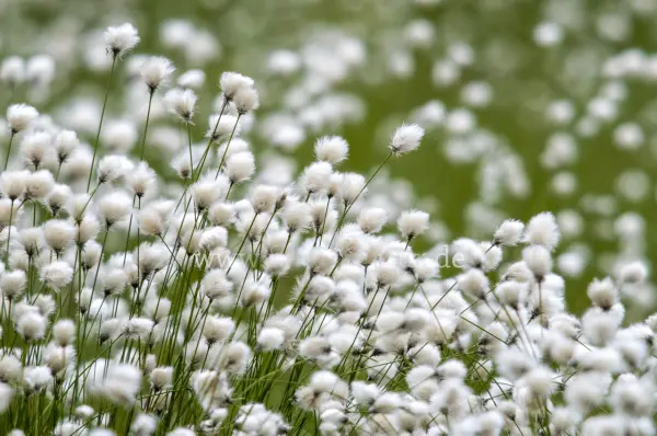 Fokus-Natur Bild