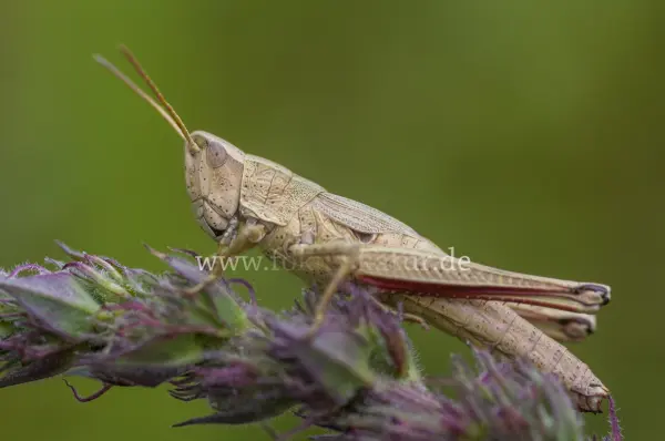 Fokus-Natur Bild