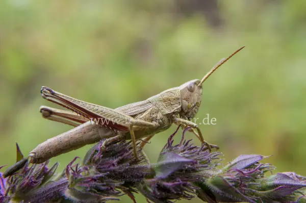 Fokus-Natur Bild