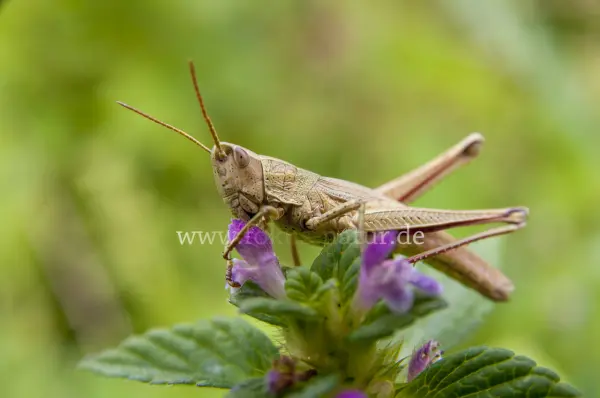 Fokus-Natur Bild