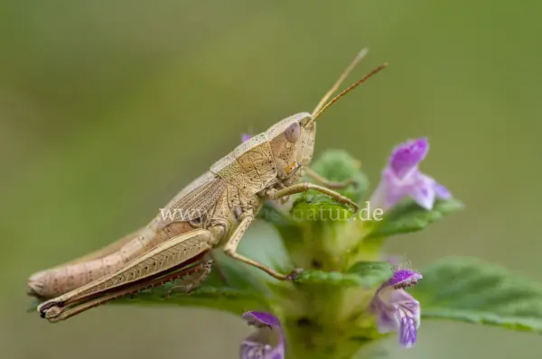 Fokus-Natur Bild