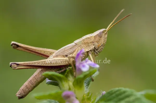 Fokus-Natur Bild