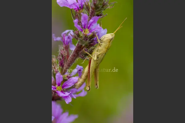 Fokus-Natur Bild