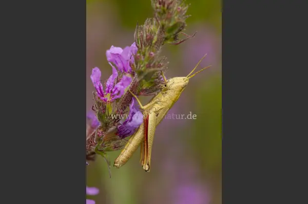 Fokus-Natur Bild