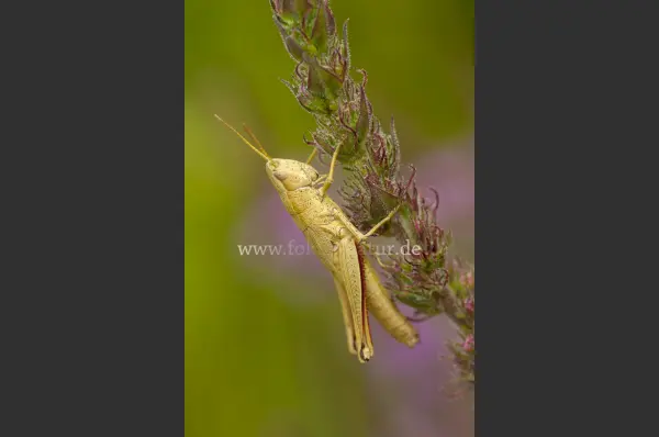 Fokus-Natur Bild