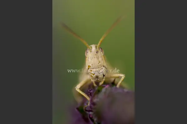 Fokus-Natur Bild