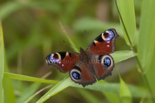 Fokus-Natur Bild