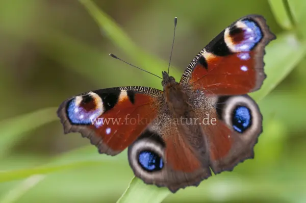 Fokus-Natur Bild