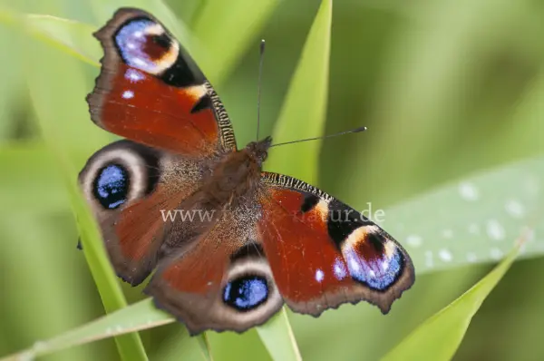 Fokus-Natur Bild