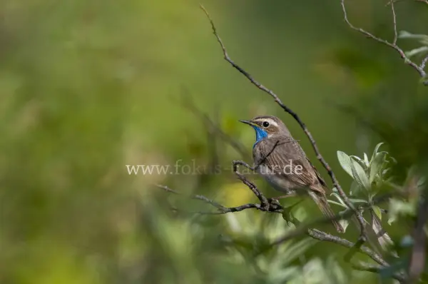 Fokus-Natur Bild
