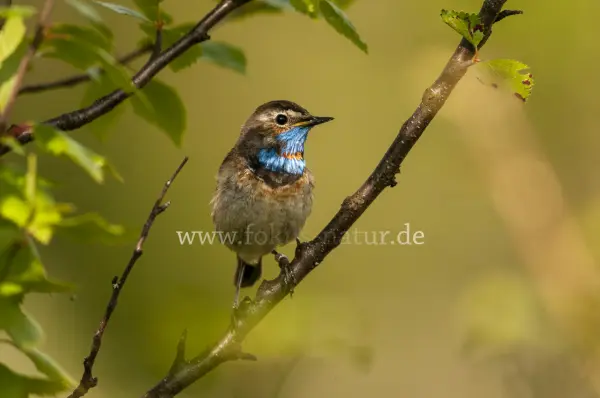 Fokus-Natur Bild