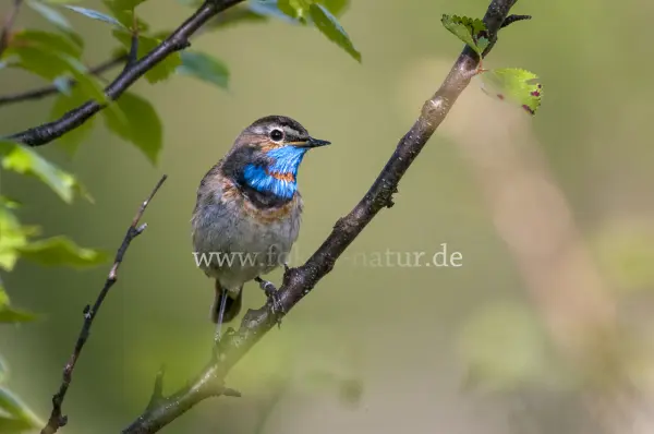 Fokus-Natur Bild