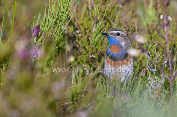 Fokus-Natur Bild