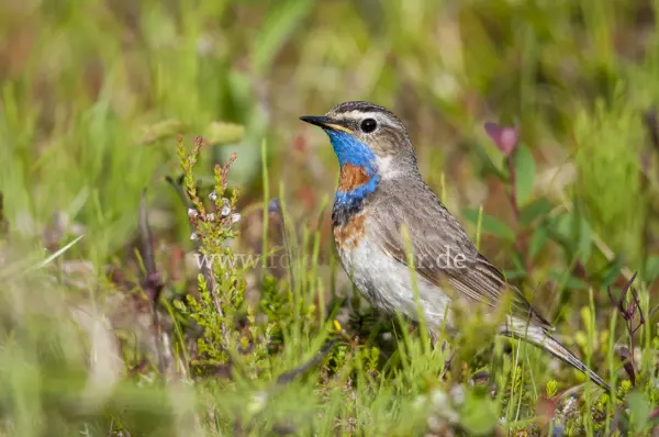 Fokus-Natur Bild