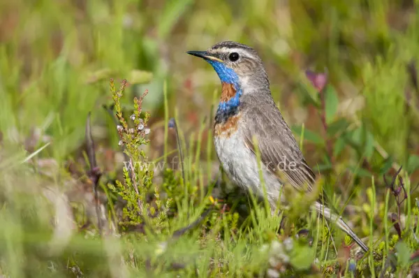 Fokus-Natur Bild