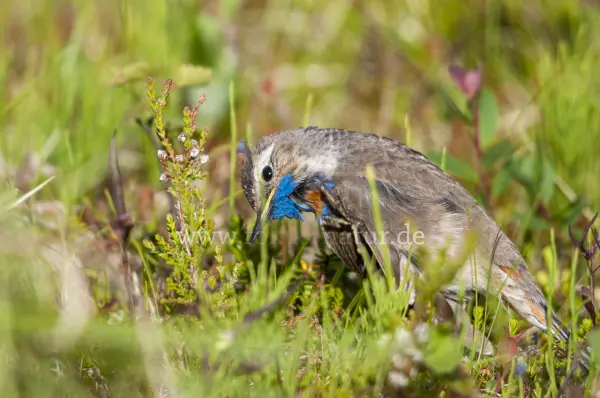 Fokus-Natur Bild