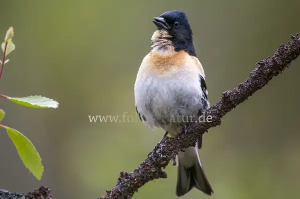 Fokus-Natur Bild