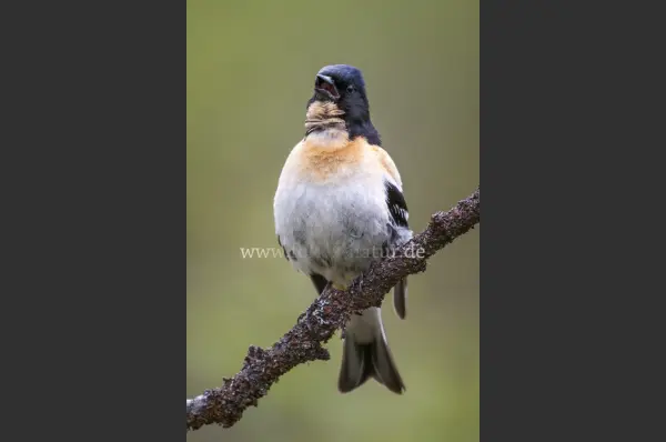 Fokus-Natur Bild