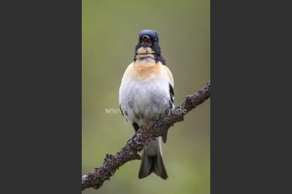 Fokus-Natur Bild