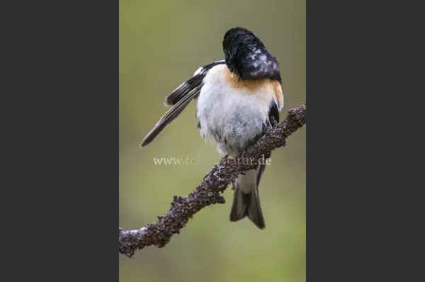 Fokus-Natur Bild