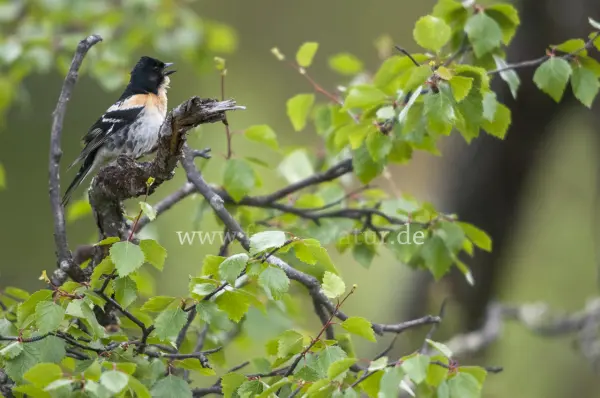 Fokus-Natur Bild