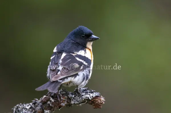 Fokus-Natur Bild