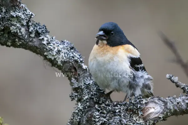 Fokus-Natur Bild