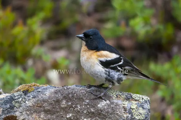 Fokus-Natur Bild