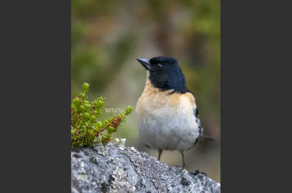 Fokus-Natur Bild