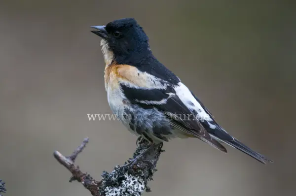 Fokus-Natur Bild