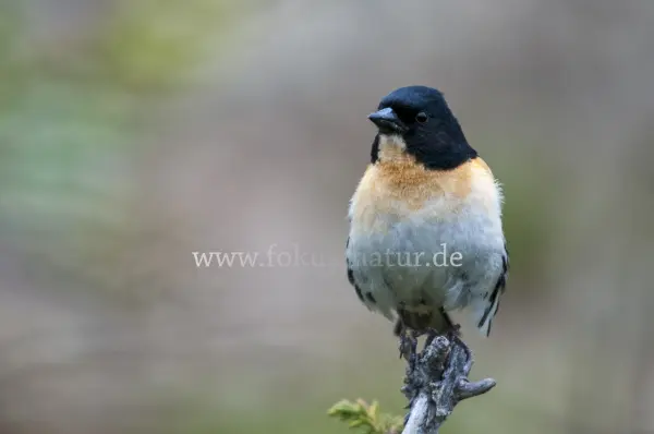 Fokus-Natur Bild