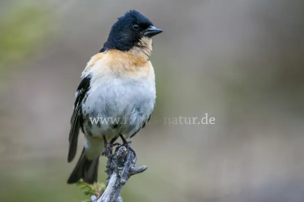 Fokus-Natur Bild