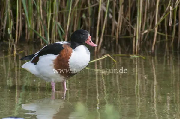Fokus-Natur Bild