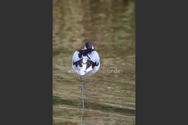 Fokus-Natur Bild