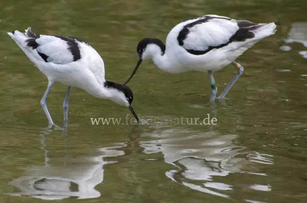 Fokus-Natur Bild