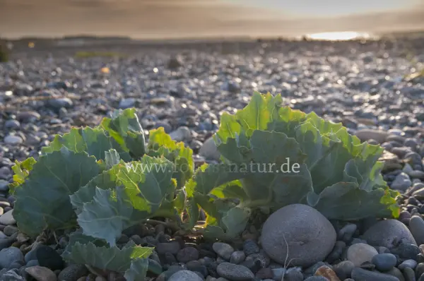Fokus-Natur Bild