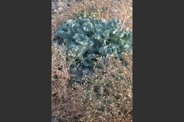 Fokus-Natur Bild