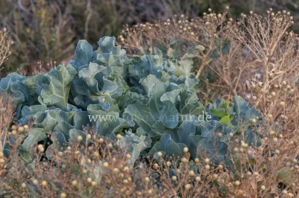 Fokus-Natur Bild