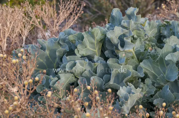 Fokus-Natur Bild