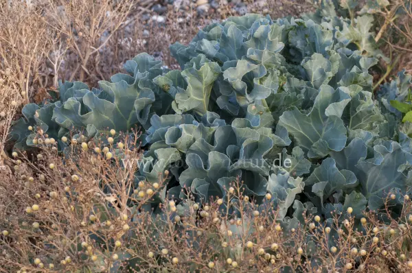Fokus-Natur Bild