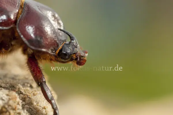 Fokus-Natur Bild