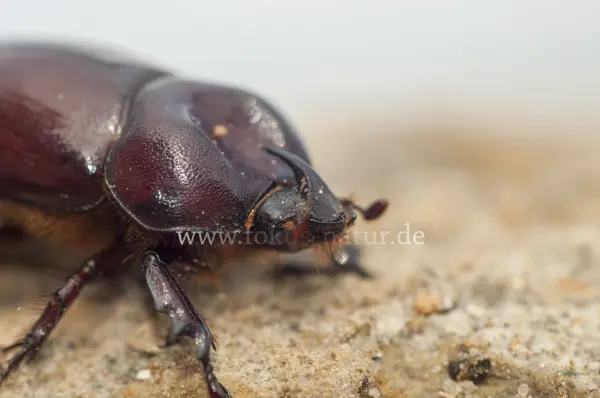 Fokus-Natur Bild